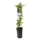 Lonicera-henryi.png