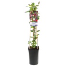 Lonicera-periclymenum-Serotina.png