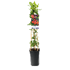 Lonicera 'Dropmore Scarlet'1-2.png