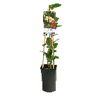 Lonicera periclymenum 'Belgica'1-2.png