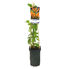 Lonicera Tellmanniana1-2.png