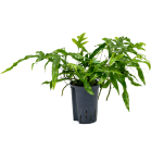 microsorum-15-19_6d4b05.png