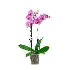 ORCHIDEE ROZE LOGO- WEB.png