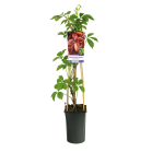 Parthenocissus quinquefolia 2(2).png