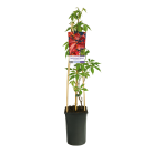 Parthenocissus quinquefolia 'Engelmannii' 2(2).png