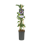 Passiflora 'Damsel's Delight' 1(2).png