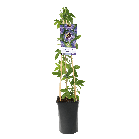 Passiflora 'Purple Rain'1-2.png