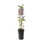 Passiflora 'Victoria' 2(2).png