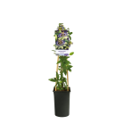 Passiflora caerulea 3(2).png
