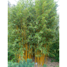 phyllostachys-aureocaulis_1.png