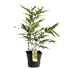 phyllostachys-aureocaulis.png