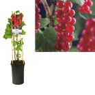 ribes jonkheer van tets.jpg