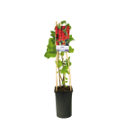 Ribes rubrum 'Jonkheer Van Tets' rode bes 2(2).png