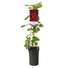 rosa-red-climber.png