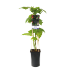 Rubus fruticosus 'Black Satin' 2(2).png