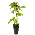Rubus idaeus 'Fallgold'3-2.png