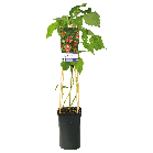 Rubus idaeus 'Malling Promise'3-2.png