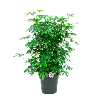 Schefflera arboricola vertakt L1(2).png