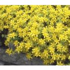 sedum-acre-yellow-queen-sfeer_362129.jpg