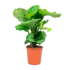 Web)CALATHEA ORIBIFOLIA.png