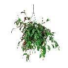 Web_Aeschynanthus marmoratus logo.png