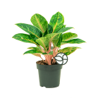 Web_AGLAONEMA COCOMELON LOGO_4.png