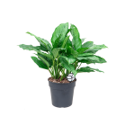 Web_Aglaonema freedman 1_3.png