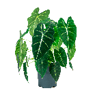 web_Alocasia Frydek 2.png