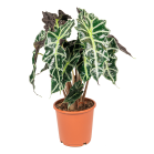 Web_ALOCASIA POLLY.png