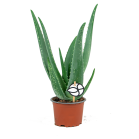 Web_ALOE VERA LOGO.png