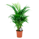 Web_Areca palm S1.png