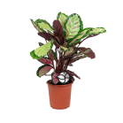 Web_CALATHEA SILVIA LOGO.png