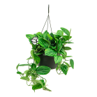 Web_Monstera karstenianum 1.png
