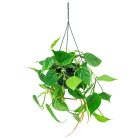 Web_Philodendron scandens hangplant 2.png