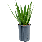 Yucca Elephantipes - hydrocultuur - small.png