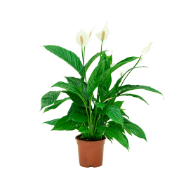 Implementeren Verlichten Kwijting Spathiphyllum eenvoudig en snel online bestellen?