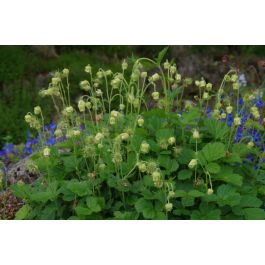 Geum rivale 'Album' eenvoudig en snel online bestellen?