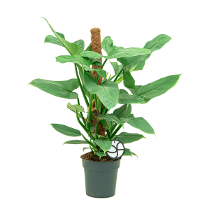 webphilodendron20silver20queen201png