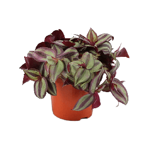 4trzebp10png