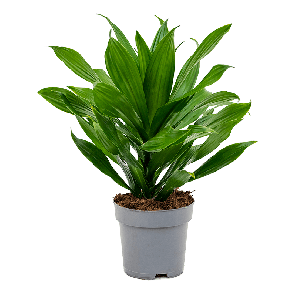 4drgjko17png
