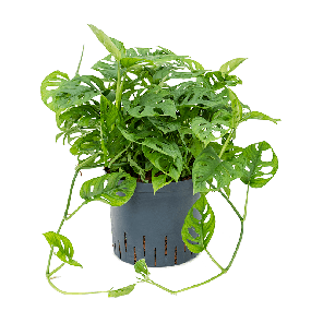 1moobha22png