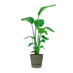 strelitzia20nicolai20medium20in20elho20greenville20round202520cm20-20groenpng