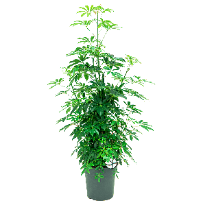 schefflera20arboricola20compacta20piramide20121png