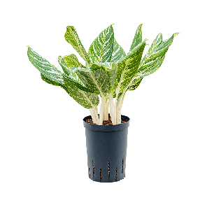 1agmabp30png