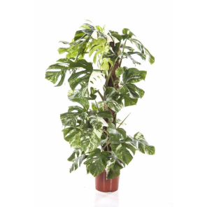 monstera-variagata-bont8b4707png