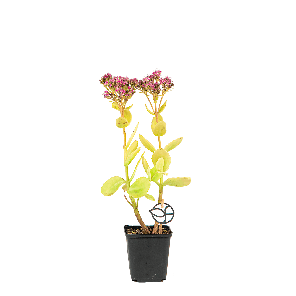 sedum20spectabile20rosenteller2012png