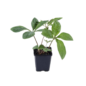 rodgersia-sambucifoliapng
