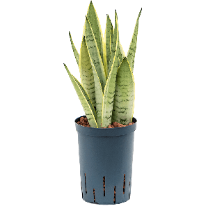 1saswtu10png