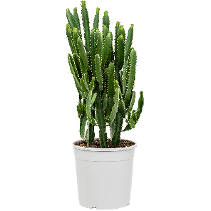 4eutrkk27png