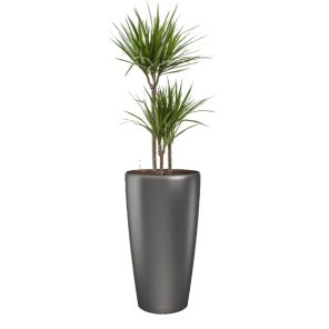 dracaena-marginata-rondo-pot-antraciet-matd02641jpg
